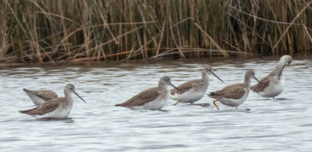 Greater Yellowlegs - Don Bemont