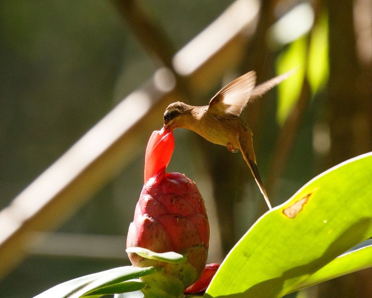Рыжегорлый колибри-отшельник - ML409599021
