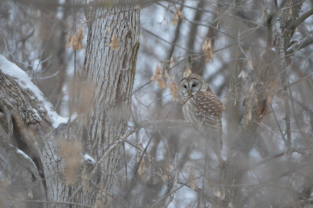 Barred Owl - ML409599141