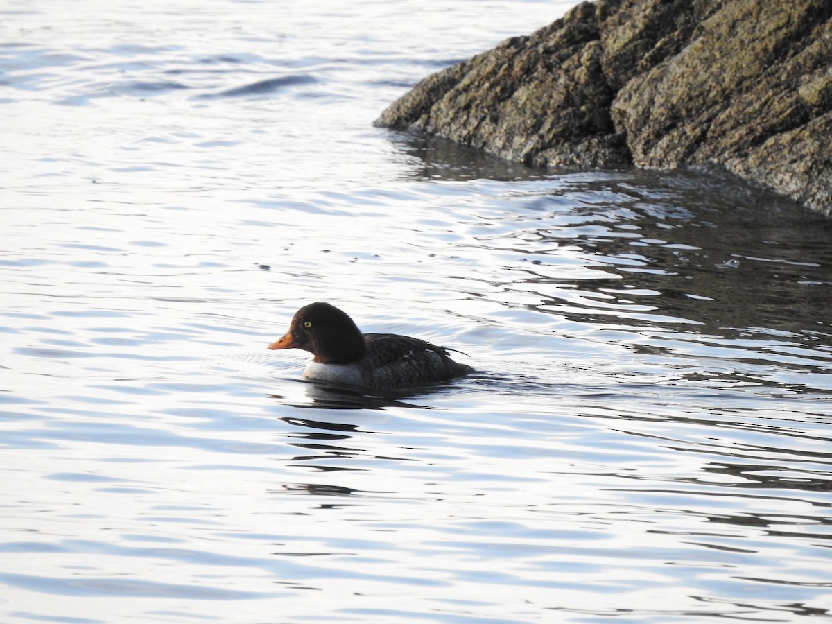 Barrow's Goldeneye - ML409599321