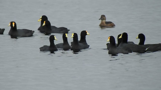 White-winged Coot - ML409599901