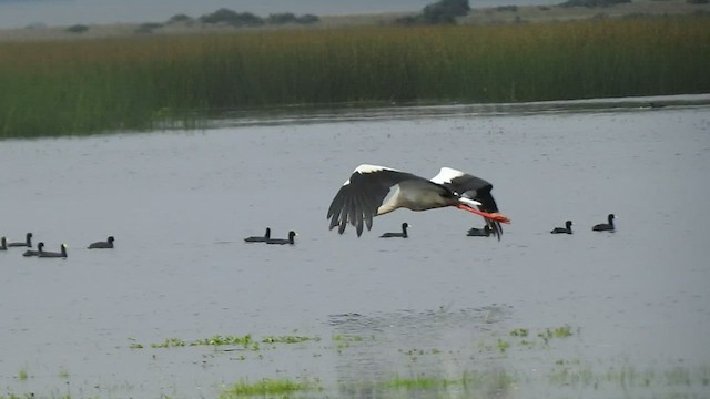 Maguari Stork - ML409599921