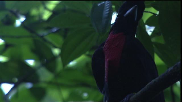 Bare-necked Umbrellabird - ML409600