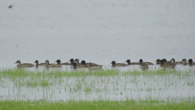 kachnice černohlavá - ML409600021