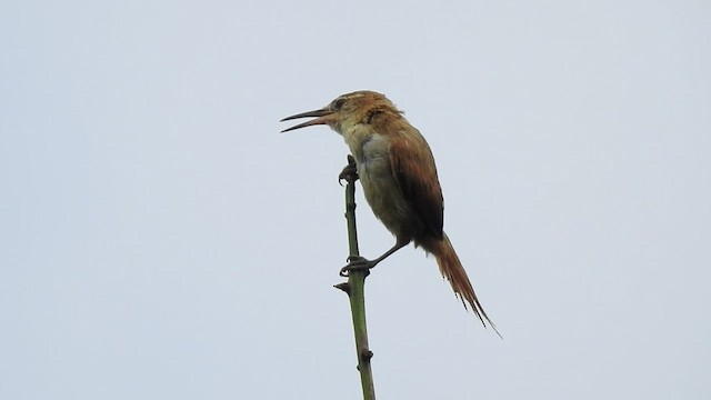 Straight-billed Reedhaunter - ML409600341