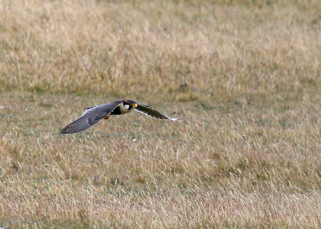 Aplomado Falcon - ML409600541