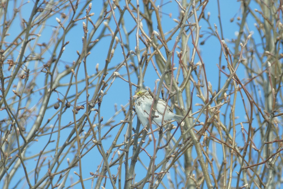 Savannah Sparrow - ML409601891