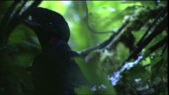 Bare-necked Umbrellabird - ML409602