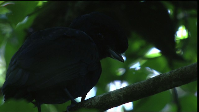 Bare-necked Umbrellabird - ML409603