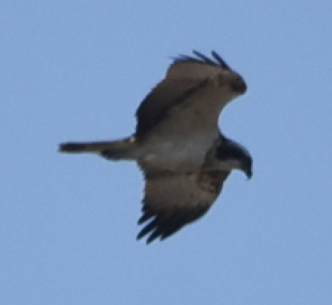 Balbuzard pêcheur - ML409603131