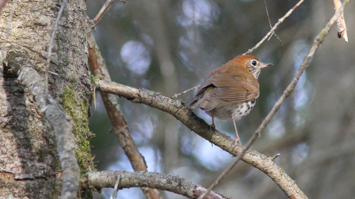 Wood Thrush - ML40960321