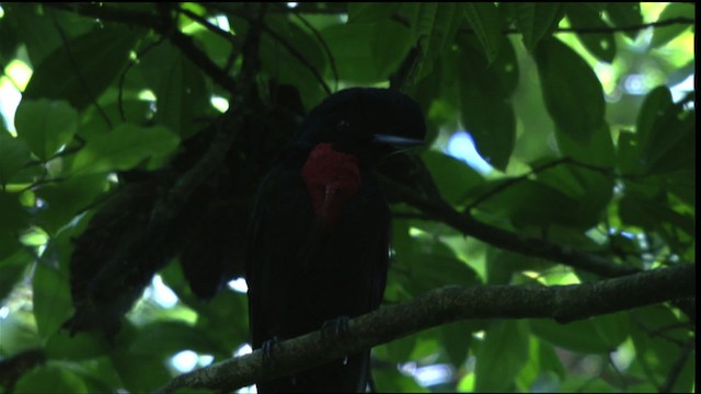 Bare-necked Umbrellabird - ML409604