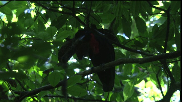 Nacktkehl-Schirmvogel - ML409605