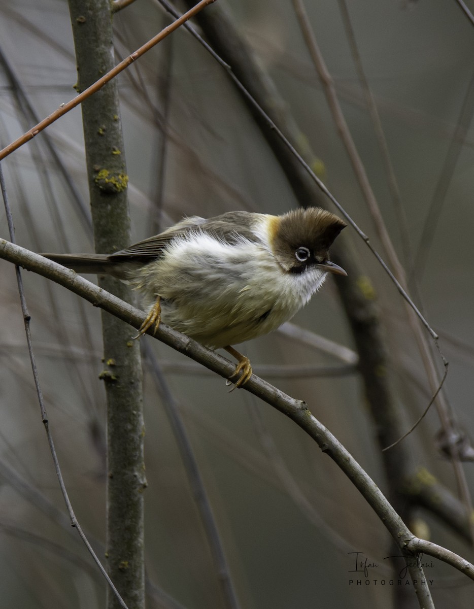 Whiskered Yuhina - ML409605041