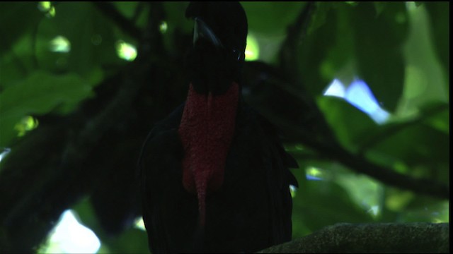 Bare-necked Umbrellabird - ML409606