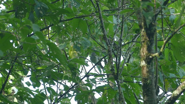 Buff-banded Tyrannulet - ML409606111