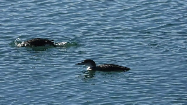 Common Loon - ML409606141