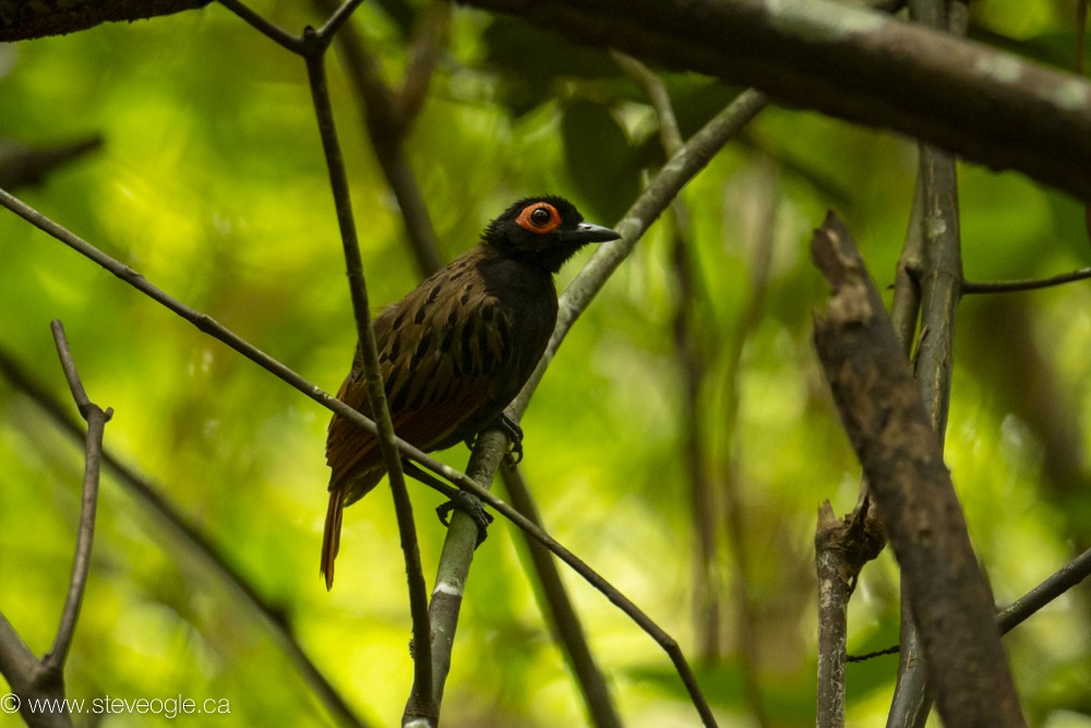 Black-spotted Bare-eye - Steve Ogle