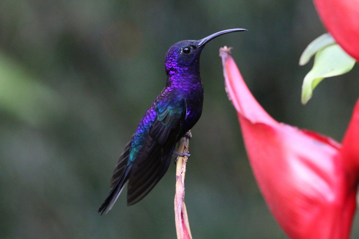 Violet Sabrewing - ML409606481