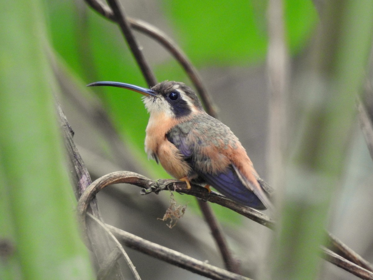 White-browed Hermit - Kárlom Herrera-Peralta