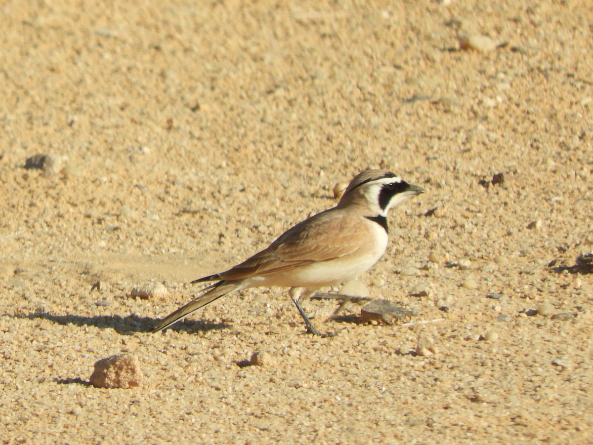 Temminck's Lark - Hector Chavez