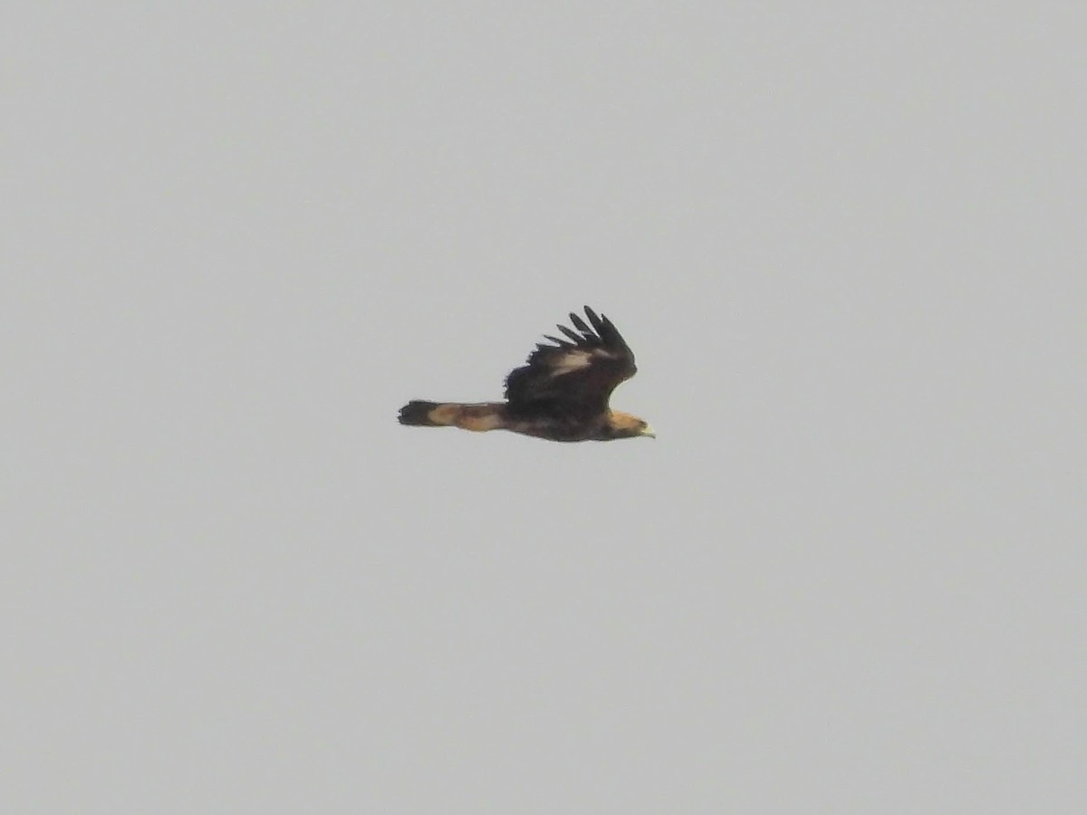 Golden Eagle - ML409609051