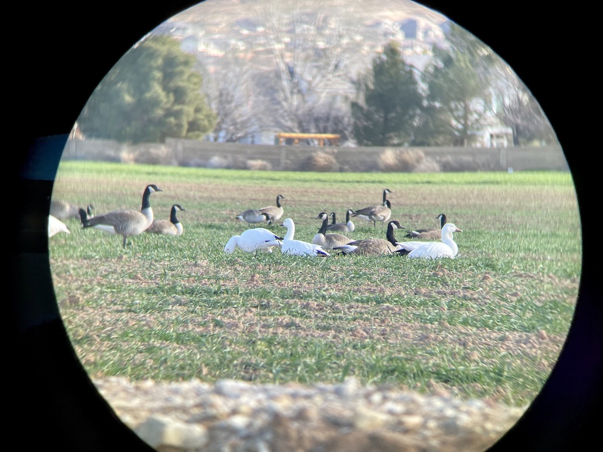 Snow Goose - ML409609861