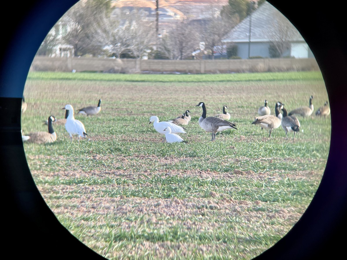 Ross's Goose - ML409609871