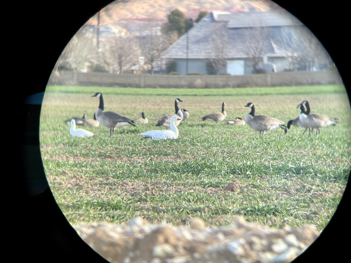 Snow Goose - SH Church