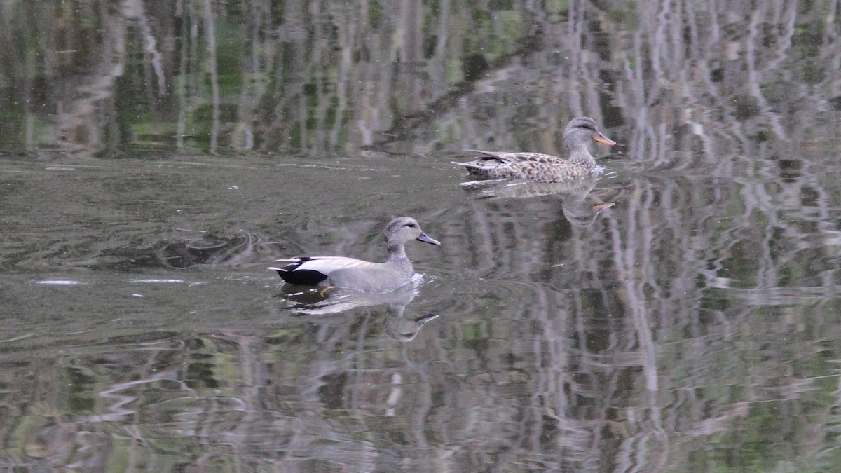 Gadwall - ML40961071