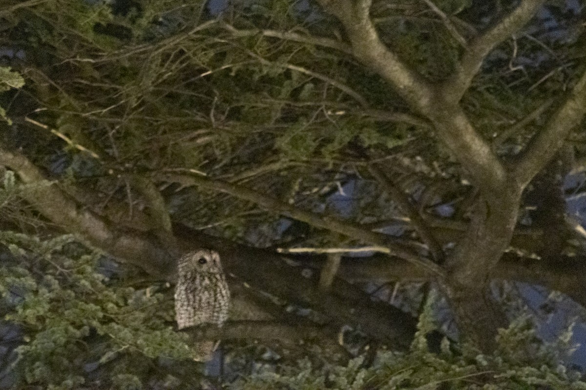 Tawny Owl - ML409613881
