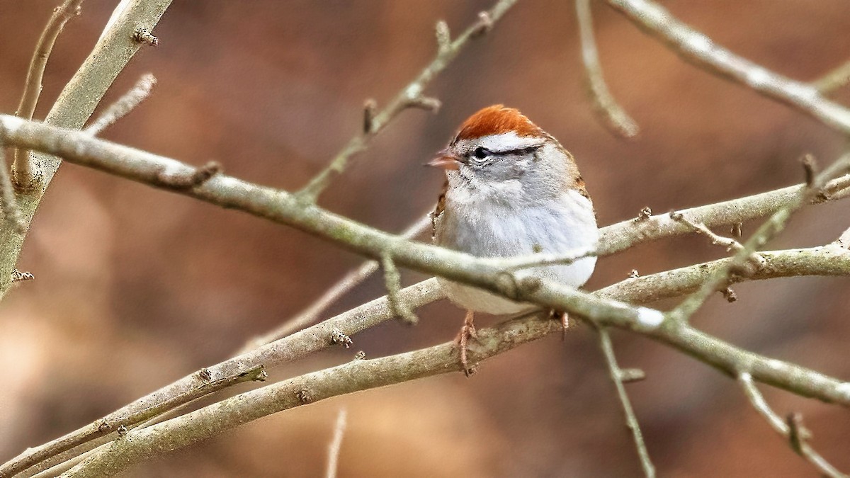 Chipping Sparrow - ML409616261