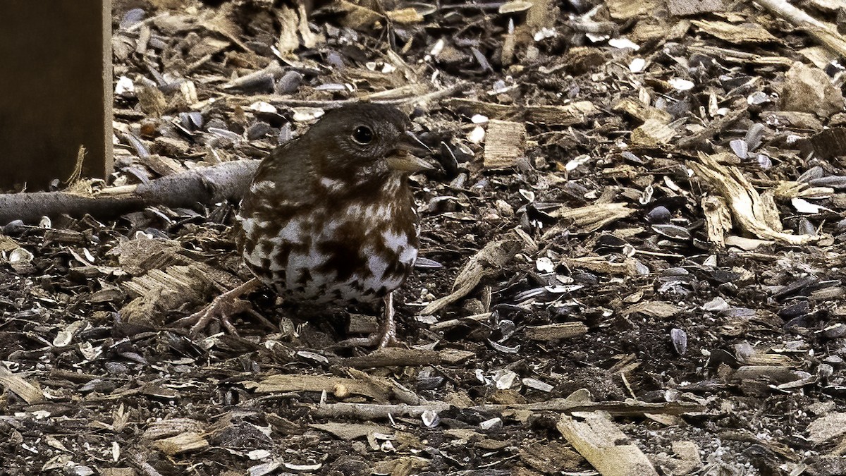 Fox Sparrow - ML409616421