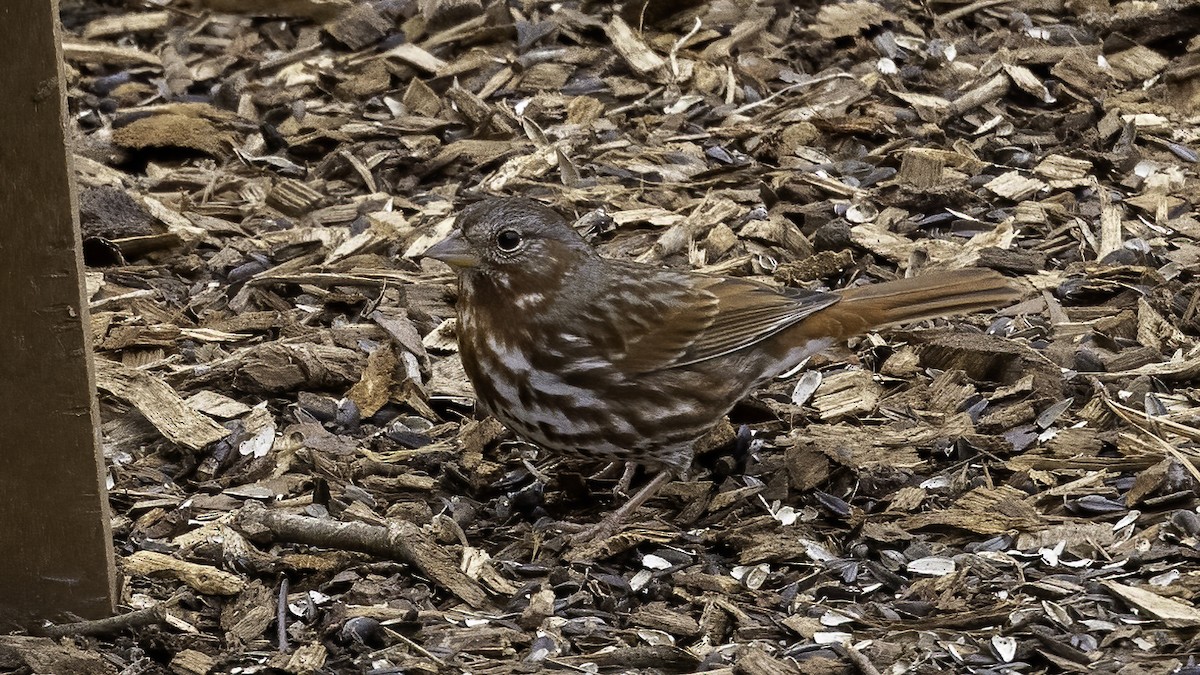 Fox Sparrow - ML409616461