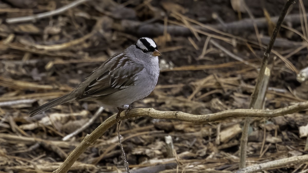 Bruant à couronne blanche - ML409616531