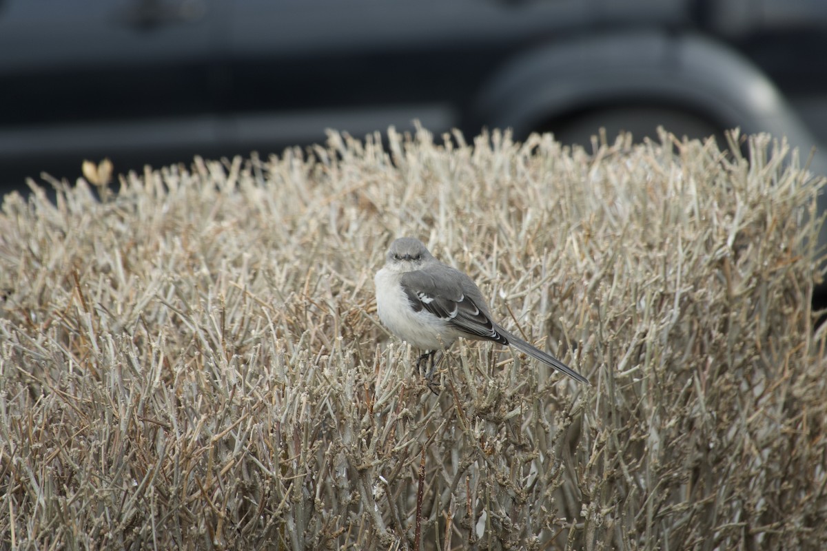 Northern Mockingbird - ML409616741