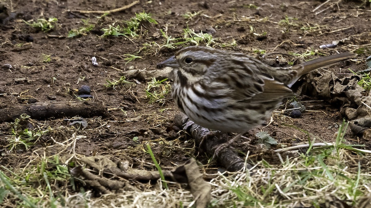 Song Sparrow - ML409617021