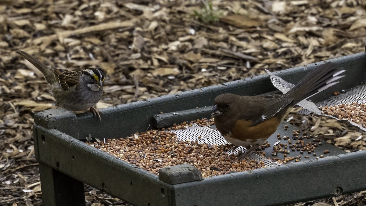 Eastern Towhee - ML409617141