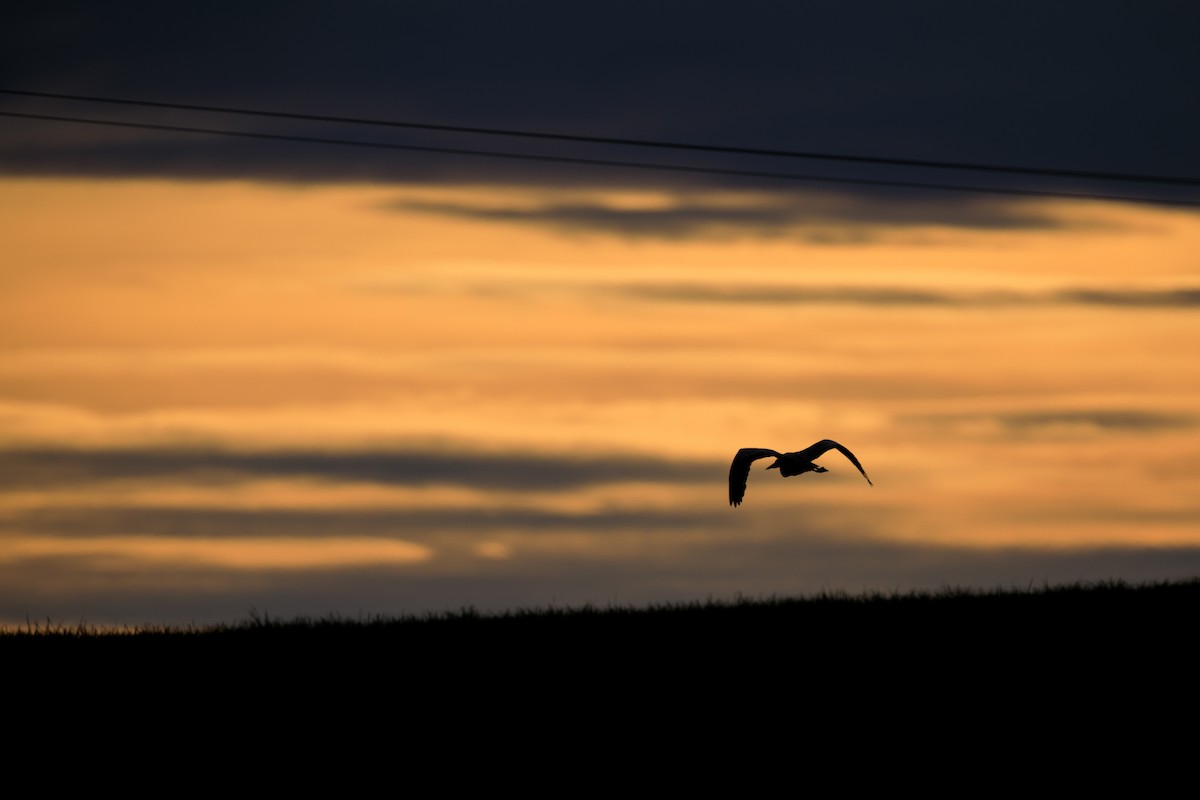 Gray Heron - ML409617921