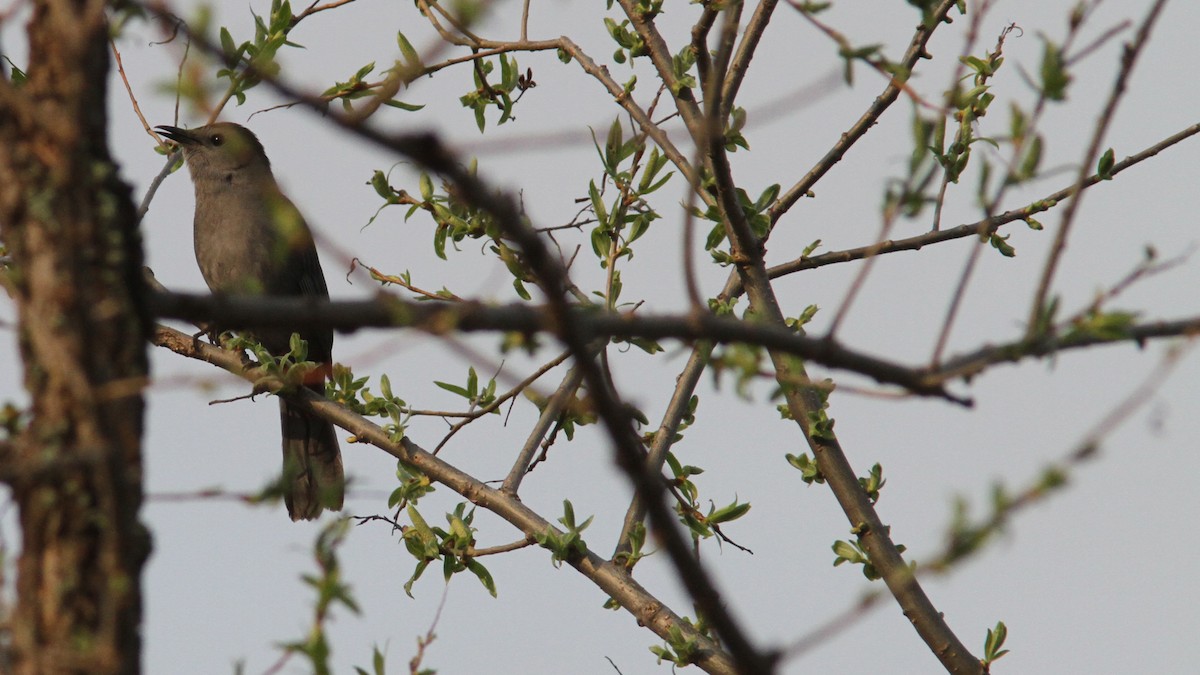 Gray Catbird - ML40961801