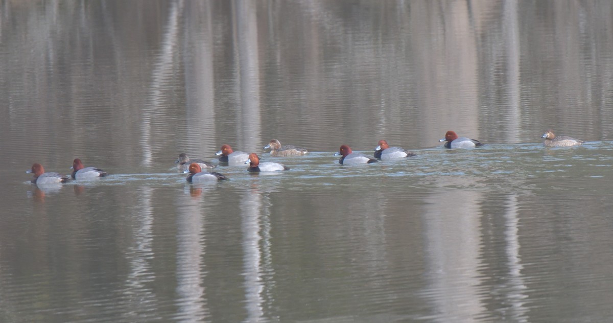 Redhead - ML409618351