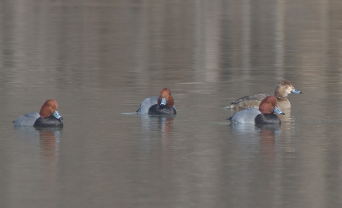 Redhead - ML409618881