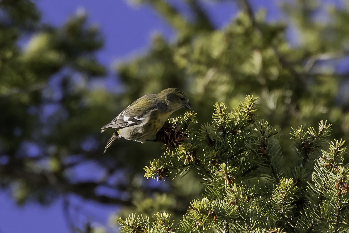 White-winged Crossbill - Thomas Kallmeyer