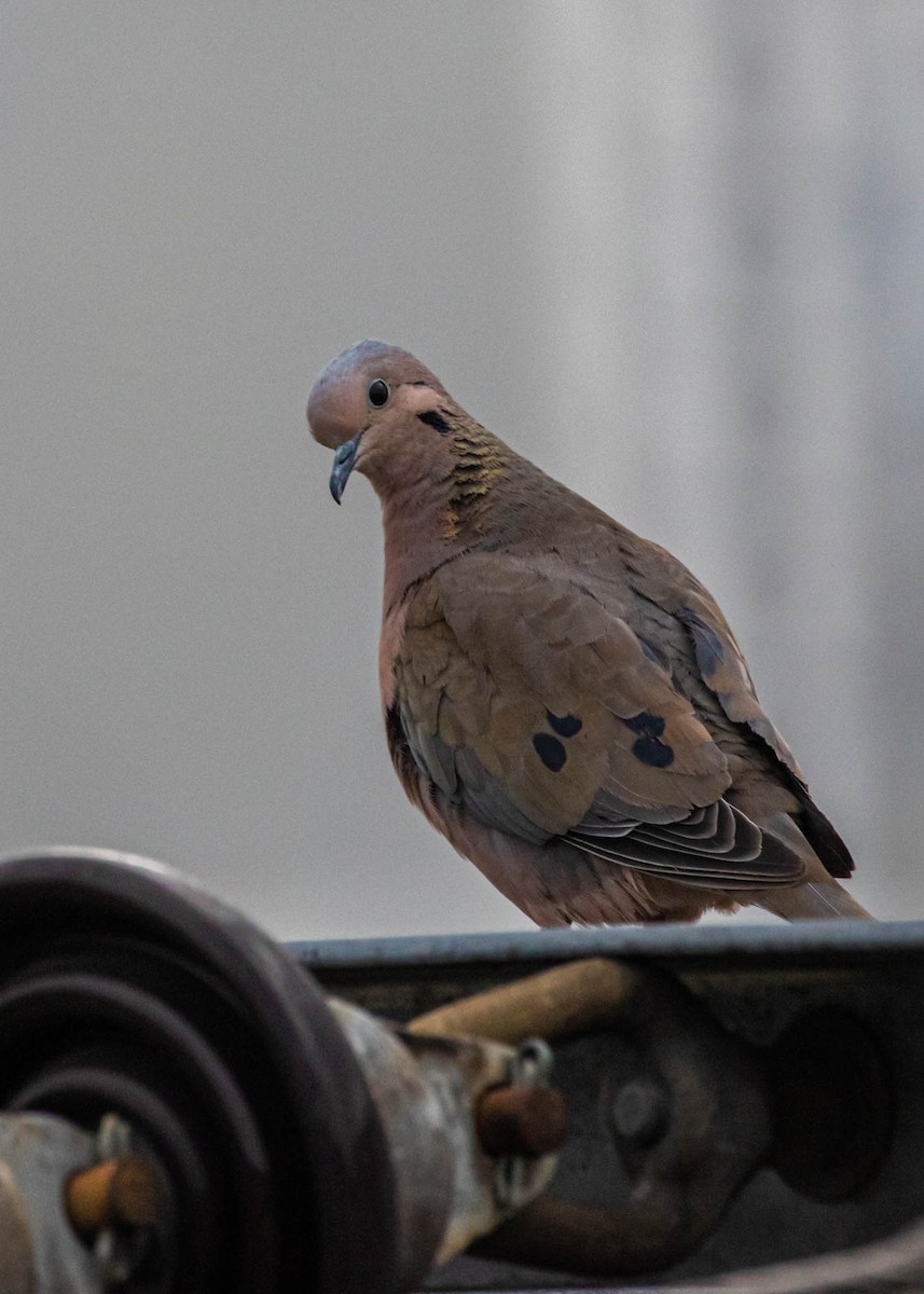 Eared Dove - ML409622091