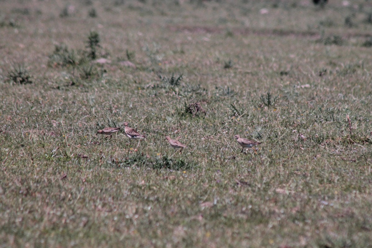 Buff-breasted Sandpiper - ML40962211