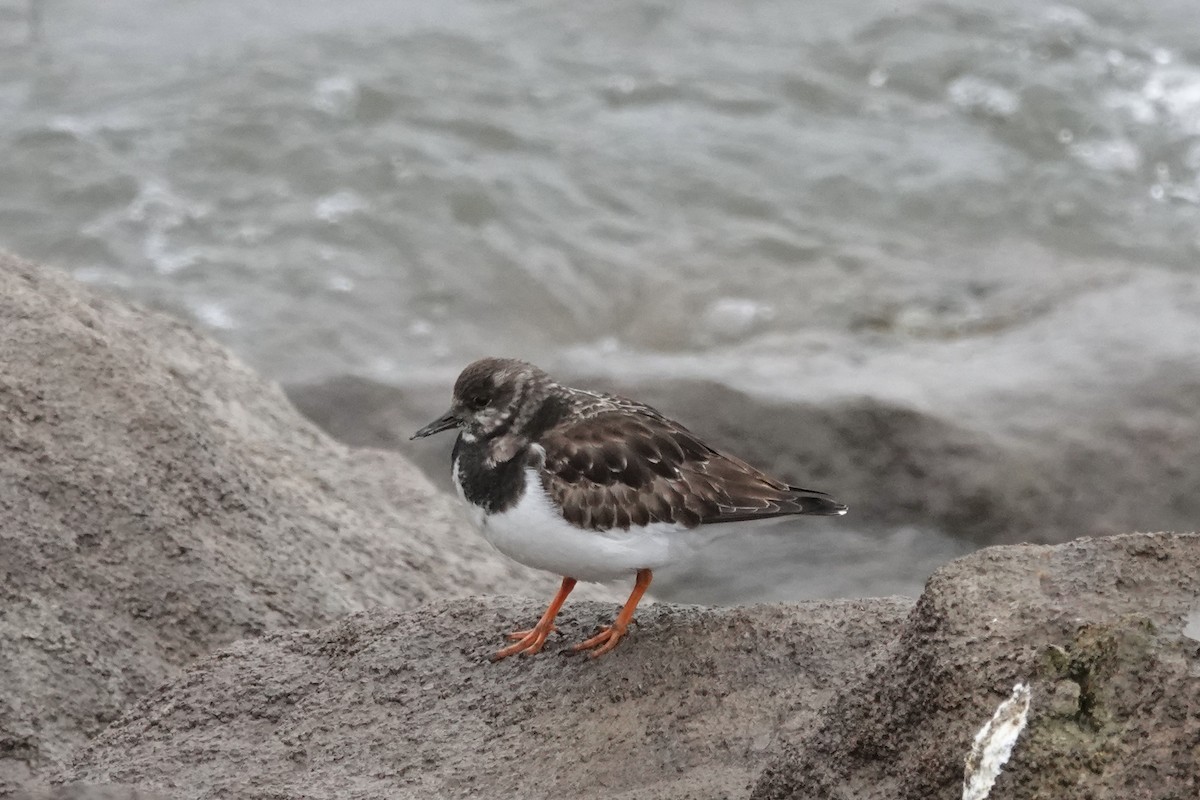 Ruddy Turnstone - ML409622771