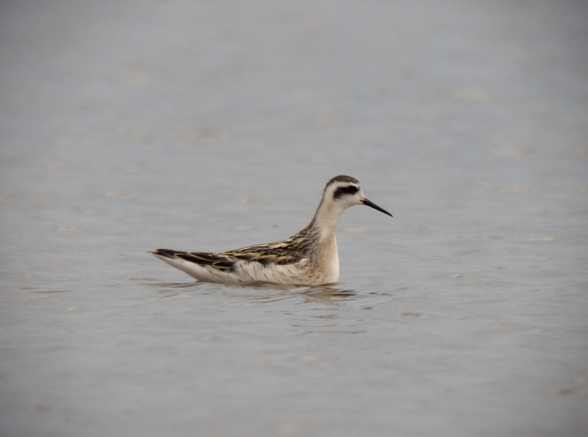 Phalarope à bec étroit - ML409622991