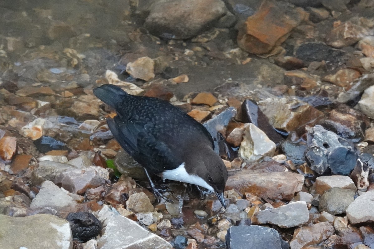 White-throated Dipper - ML409623491