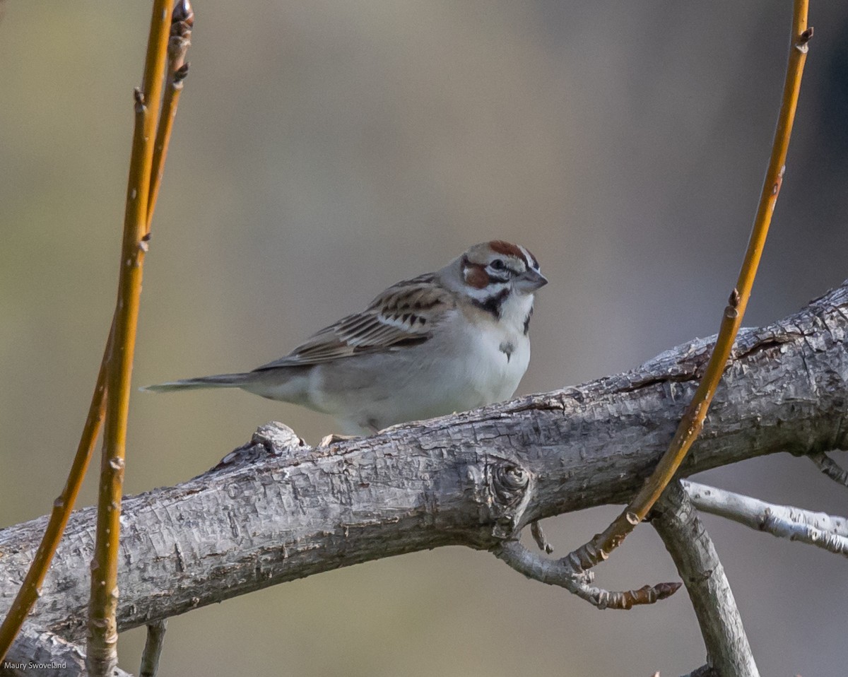 Lark Sparrow - Maury Swoveland
