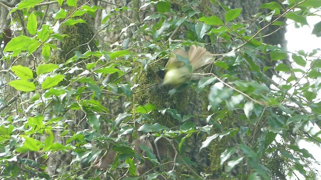 Mottle-cheeked Tyrannulet - ML409624171